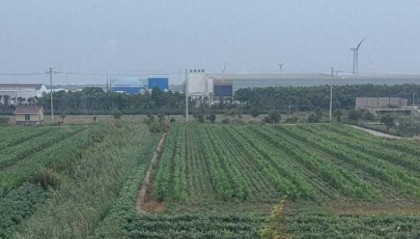 江苏启东一养猪场建在居民区附近臭味熏天被举报，进展：猪场减产，建设系承诺审批制