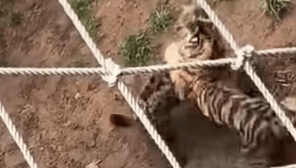 山东一动物园老虎翻过围栏打鬣狗，工作人员回应：都是幼崽，几乎没啥攻击力