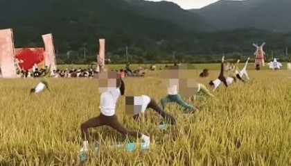 媒体：稻田开镰仪式，表演哪门子瑜伽？