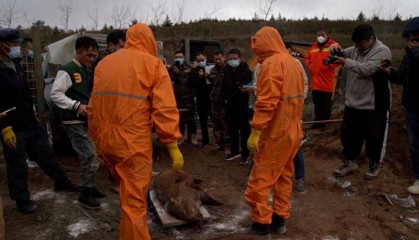 还剩3天！捕猎野猪数量仅完成38%，宁夏西吉狩猎队吐槽“太难”，入不敷出