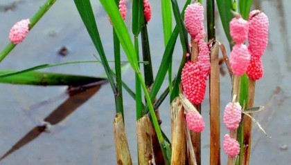 别吃！寄生虫多达6000条！浙江一地大量出现，看到立刻上报