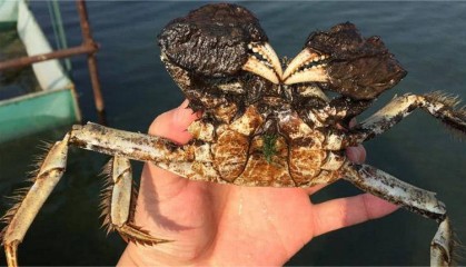 黑底板河蟹怎么处理？养殖后期河蟹黑底板如何预防？卖出高价！