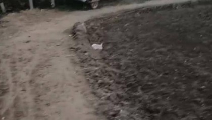 山东一残疾村民称4米宽田间生产路被占只剩2米，收割机无法下地，多次反映未见效，村干部：争取一周内解决