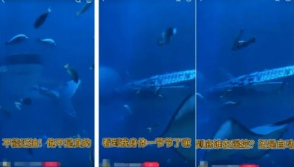机器鱼代替真“鲸鲨”！有人感觉被骗，但真相更揪心……