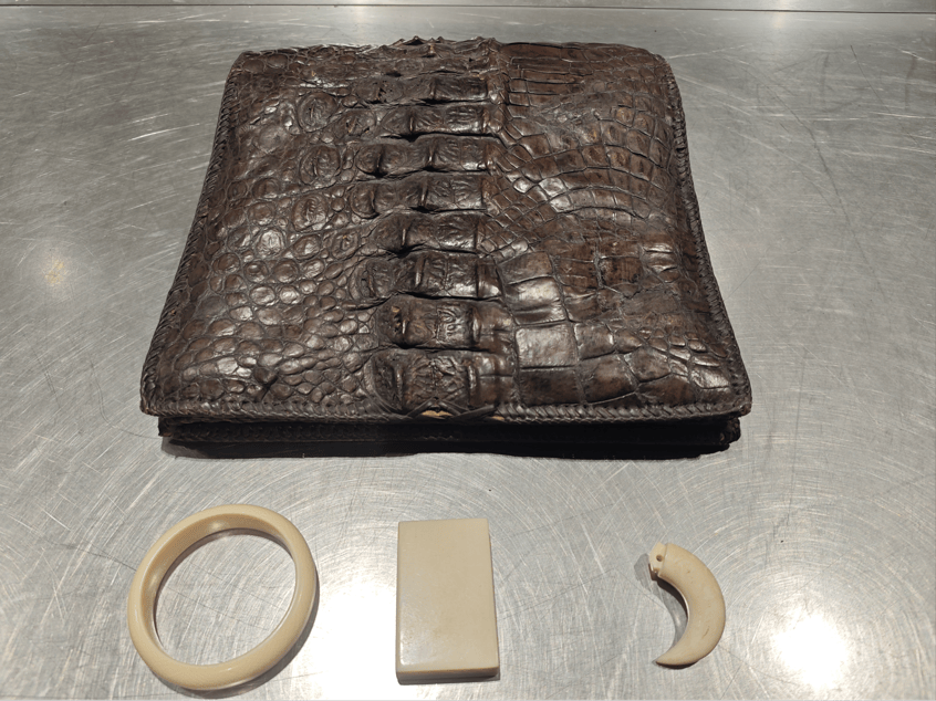 大兴机场海关查获4件象牙及鳄鱼皮制品