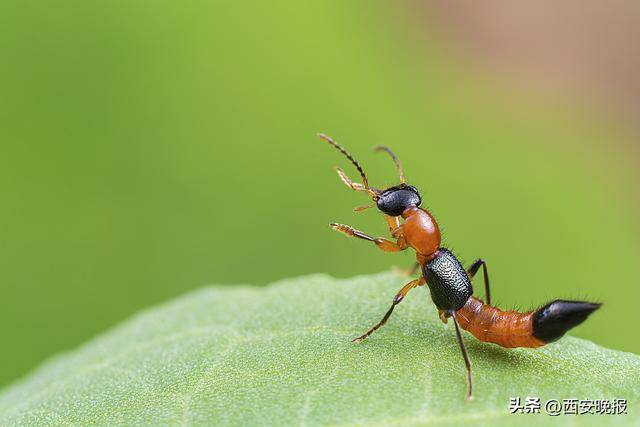 “飞行的硫酸”,来了